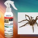 Как избавиться от пауков в доме? Действенные способы борьбы с членистоногими